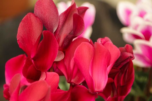 Colorful pink cyclamen flower in the garden