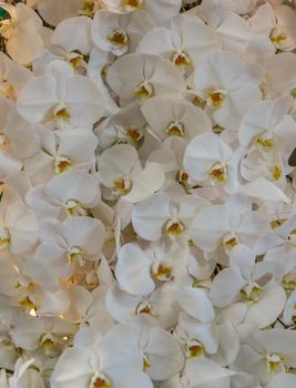 White Phalaenopsis or Moth dendrobium Orchid flower. Floral nature background, Selective focus.