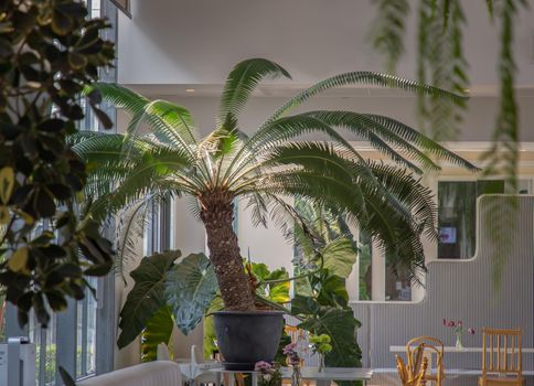 Cycas thouarsii in flowerpot near the window with sunlight. Relaxing time in biophilic interior style, Greenhouse cafe concept, Copy space, Selective focus.