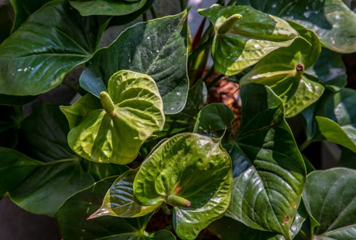 Anthurium is a White heart-shaped flower (Tailflower, Flamingo flower, Laceleaf) in garden. Dark green leaves as a background make the flowers stand out beautifully, Anthuriums have come to symbolize hospitality, Selective focus.