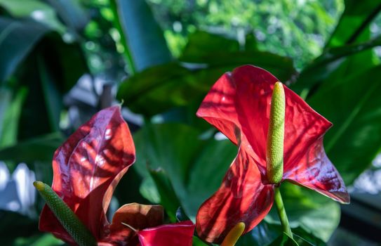 Anthurium is a red heart-shaped flower (Tailflower, Flamingo flower, Laceleaf) in garden. Dark green leaves as a background make the flowers stand out beautifully, Anthuriums have come to symbolize hospitality, Selective focus.