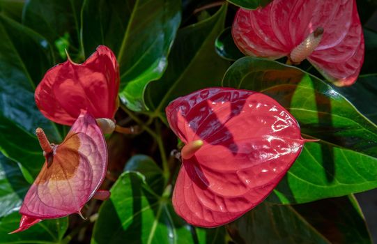 Anthurium is a red heart-shaped flower (Tailflower, Flamingo flower, Laceleaf) in garden. Dark green leaves as a background make the flowers stand out beautifully, Anthuriums have come to symbolize hospitality, Selective focus.