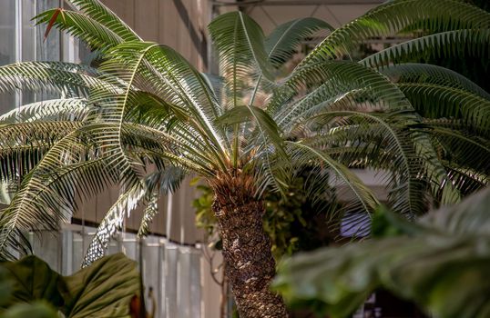Cycas thouarsii in flowerpot near the window with sunlight. Relaxing time in biophilic interior style, Greenhouse cafe concept, Copy space, Selective focus.