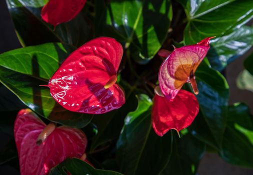 Anthurium is a red heart-shaped flower (Tailflower, Flamingo flower, Laceleaf) in garden. Dark green leaves as a background make the flowers stand out beautifully, Anthuriums have come to symbolize hospitality, Selective focus.