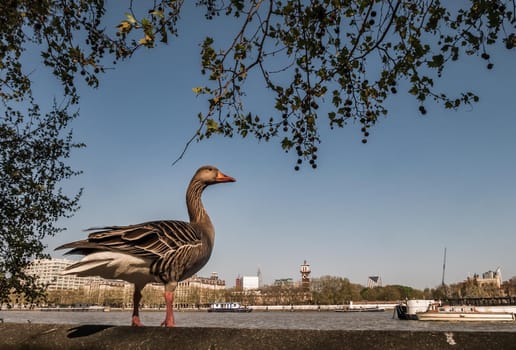 The wild greylag goose resting on stone wall on embankment of the river Thames in the downtown of London. The greylag goose Anser anser is a species of large goose in the waterfowl family Anatidae, Copy Space, Selective focus.