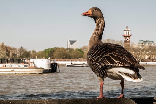 The wild greylag goose resting on stone wall on embankment of the river Thames in the downtown of London. The greylag goose Anser anser is a species of large goose in the waterfowl family Anatidae, Copy Space, Selective focus.