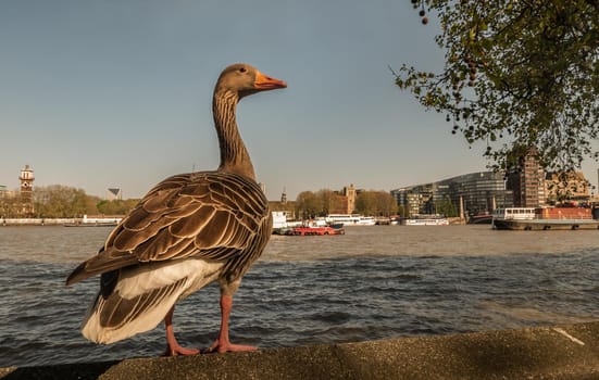 The wild greylag goose resting on stone wall on embankment of the river Thames in the downtown of London. The greylag goose Anser anser is a species of large goose in the waterfowl family Anatidae, Copy Space, Selective focus.