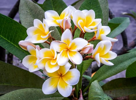 Group of white yellow plumeria frangipani flowers ( Leelawadee ) on green leaf background. Thai Beautiful and Awesome flowers, 
Tropical flower, Selective focus.