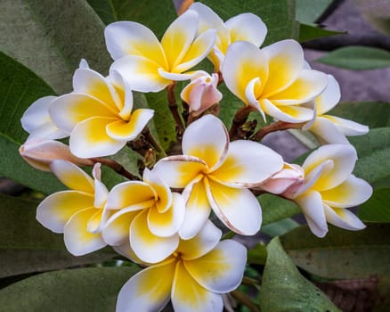 Group of white yellow plumeria frangipani flowers ( Leelawadee ) on green leaf background. Thai Beautiful and Awesome flowers, 
Tropical flower, Selective focus.