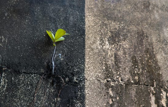 Young tree tries to grow up from cracked of the aged old cement wall at balcony house. Old plaster walls cracked crack, Concept of variation and brave, Copy space for adding your content, No focus, specifically.