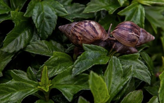Two dark achatina snail with brown striped shell crawls over the Green bush. The concept runs slowly, Selective focus.