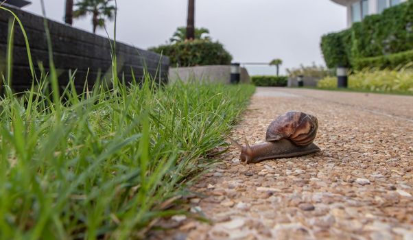 Dark achatina snail with a brown striped shell crawling towards green grass. The concept runs slowly. Selective focus.