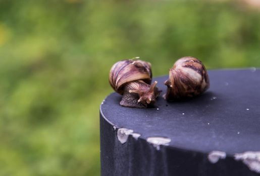 Two dark achatina snail with a brown striped shell crawling on the Black steel platform and Blurred green leaf background. The concept runs slowly, Copy space, Selective focus.