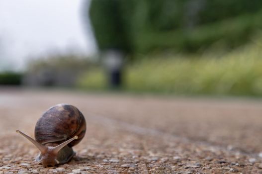Dark achatina snail with a brown striped shell crawling on the Stone floor. The concept runs slowly, Copy space, Focus and blur.