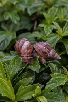 Two dark achatina snail with brown striped shell crawls over the Green bush. The concept runs slowly, Selective focus.