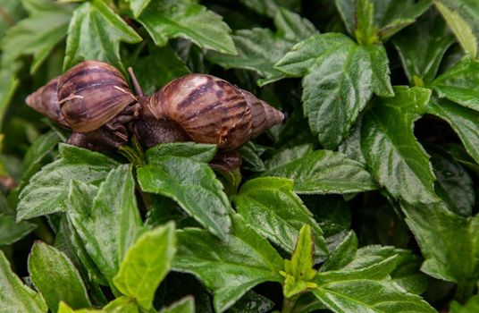 Two dark achatina snail with brown striped shell crawls over the Green bush. The concept runs slowly, Selective focus.