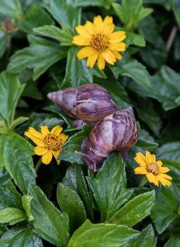 Two dark achatina snail with brown striped shell crawls over the Green bush. The concept runs slowly, Selective focus.