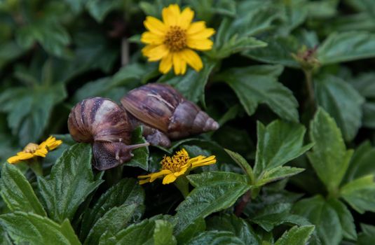 Two dark achatina snail with brown striped shell crawls over the Green bush. The concept runs slowly, Selective focus.