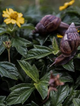 Two dark achatina snail with brown striped shell crawls over the Green bush. The concept runs slowly, Selective focus.