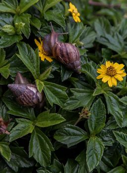 Two dark achatina snail with brown striped shell crawls over the Green bush. The concept runs slowly, Selective focus.