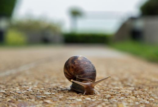 Dark achatina snail with a brown striped shell crawling on the Stone floor. The concept runs slowly, Copy space, No focus, specifically.