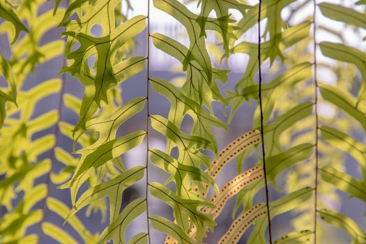 Beautiful background with young green ferns leaves in sunlight. Perfect natural fern pattern, Copy space, Selective focus.