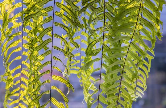 Beautiful background with young green ferns leaves in sunlight. Perfect natural fern pattern, Copy space, Selective focus.