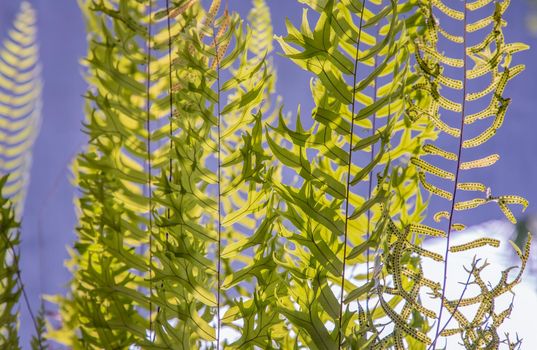 Beautiful background with young green ferns leaves in sunlight. Perfect natural fern pattern, Copy space, Selective focus.