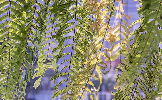 Beautiful background with young green ferns leaves in sunlight. Perfect natural fern pattern, Copy space, Selective focus.