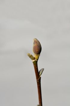 Magnolia Genie flower bud - Latin name - Magnolia Genie