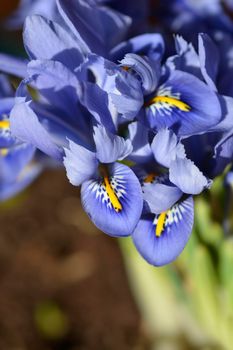 Iris Alida flowers - Latin name - Iris reticulata Alida