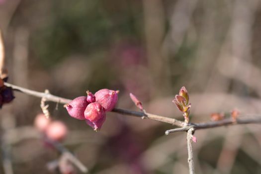 Coralberry branch with berries - Latin name - Symphoricarpos orbiculatus