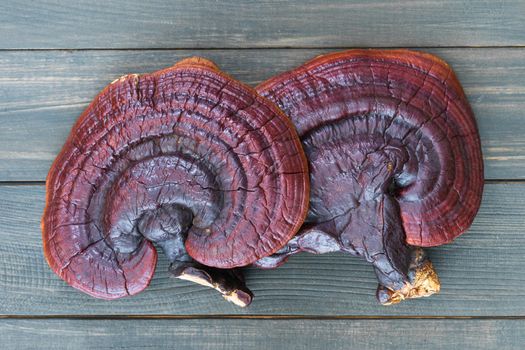Close up of Ling zhi mushroom, Ganoderma lucidum mushroom on wood table