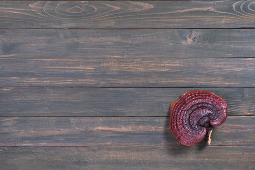 Close up of Ling zhi mushroom, Ganoderma lucidum mushroom on wood table