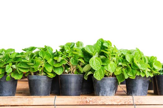 Young strawberry plant in  black plastic pot on white  background