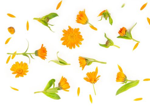 Colorful bright pattern of orange calendula flowers on white background. Flat lay, top view, natural background