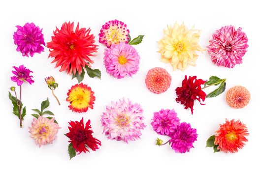 Deautiful flower dahlia isolated on a white background