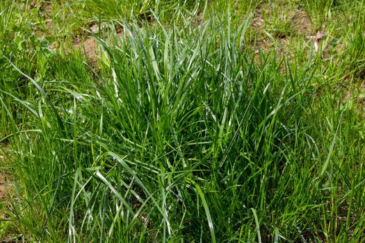 Green spring grass in the sunlight on the lawn.