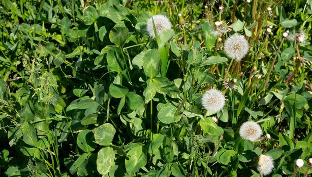 Dandelion meadow and green grass on a clear sunny day.