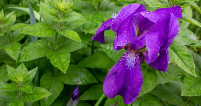 Purple iris on a background of bright green grass and herbs. Gardening, growing perennial plants in a flower bed.