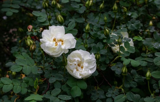 Wild rose, Rosa canina, dog rose white flowers bush close up.