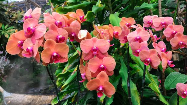 Orange orchid flower in garden at winter Phalaenopsis orchid.