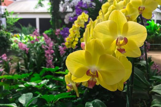 Yellow orchid flower in garden at winter Phalaenopsis orchid.