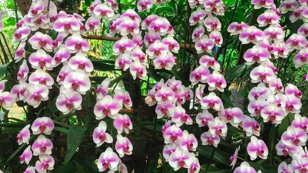 White orchid flower in garden at winter Phalaenopsis orchid.