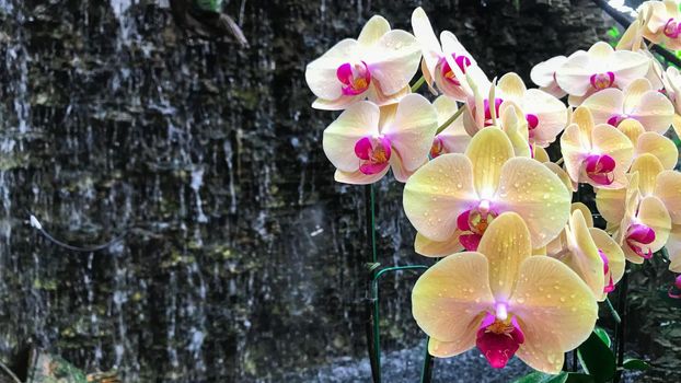 White orchid flower in garden at winter Phalaenopsis orchid.