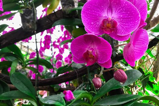 Orchid flower in garden at winter Phalaenopsis orchid.