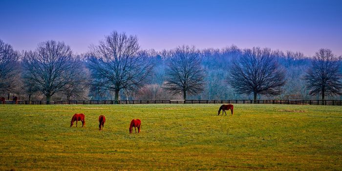 Thoroughbred horses grazing in the early morning.