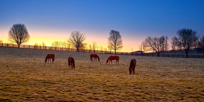 Thoroughbred horses grazing at sunrise in a field.