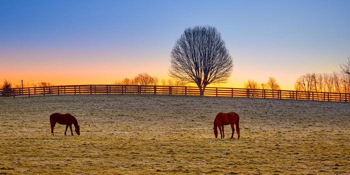 Two thoroughbred horses grazing at sunrise in a field.