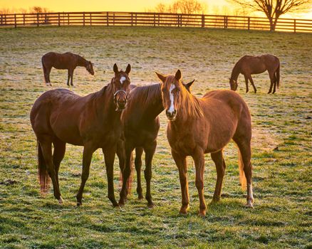 Group of thoroughbred horses looking at camera.